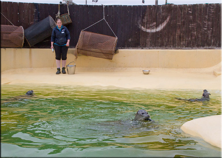 Jo feeding the Resident Seals
