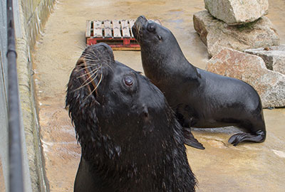 Patagonian Sea Lion