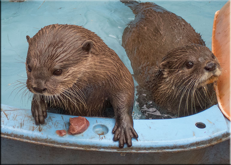 Scarborough SEA LIFE Sanctuary