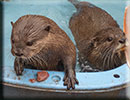 Scarborough SEA LIFE Sanctuary - 22nd August 2014