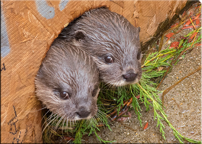Two of the otters at Scarborough (photo taken in August 2014)