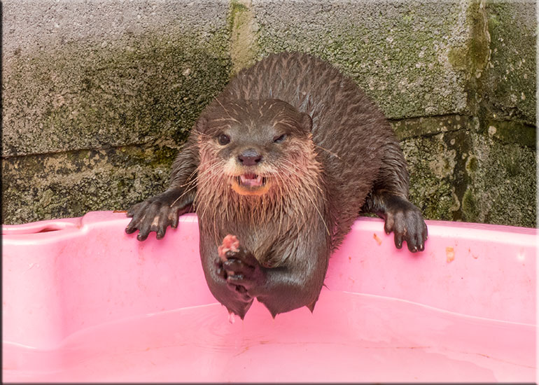 Scarborough SEA LIFE Sanctuary