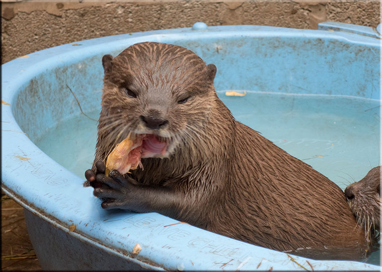 Scarborough SEA LIFE Sanctuary