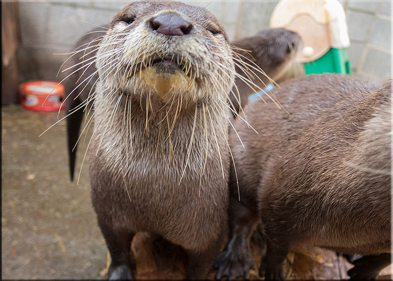 Scarborough SEA LIFE Sanctuary
