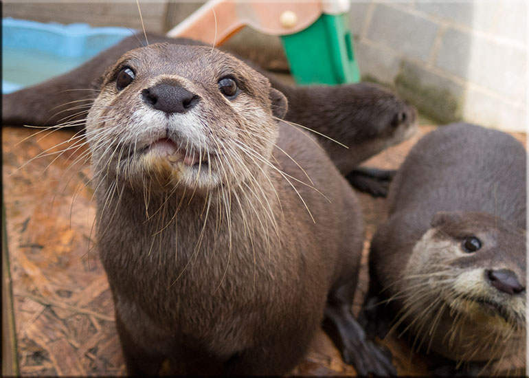 Scarborough SEA LIFE Sanctuary