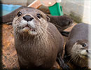 Scarborough SEA LIFE Sanctuary - 22nd August 2014