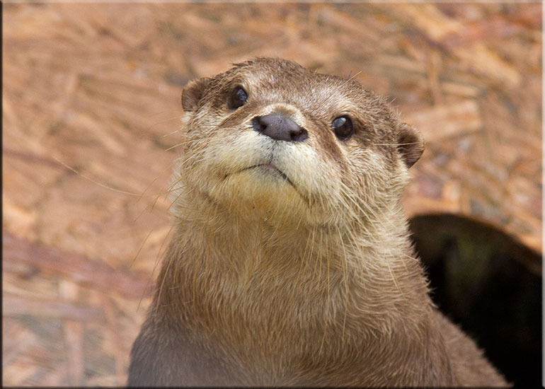 Scarborough SEA LIFE Sanctuary