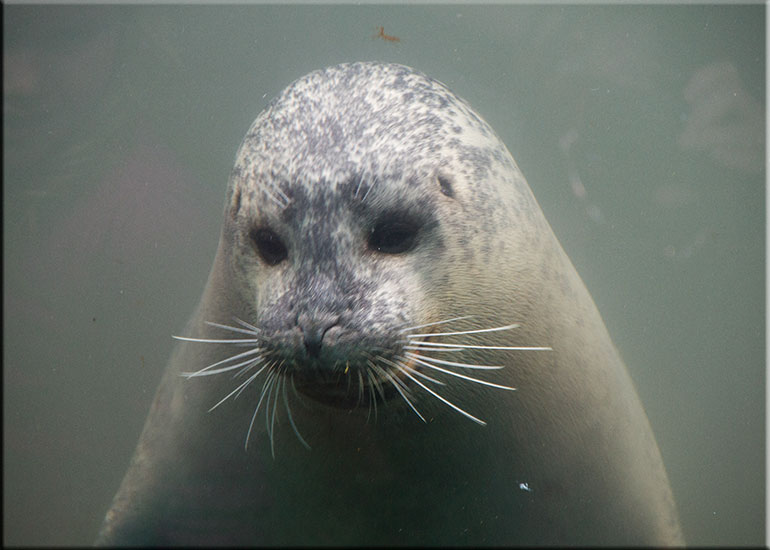Scarborough SEA LIFE Sanctuary