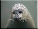 Scarborough SEA LIFE Sanctuary - 22nd August 2014