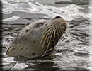 Scarborough SEA LIFE Sanctuary - 22nd August 2014