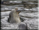 Scarborough SEA LIFE Sanctuary - 22nd August 2014