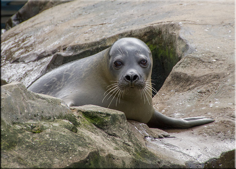 Scarborough SEA LIFE Sanctuary