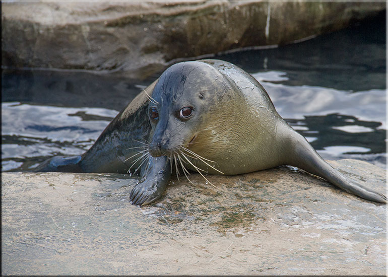 Scarborough SEA LIFE Sanctuary