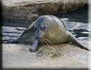 Scarborough SEA LIFE Sanctuary - 22nd August 2014