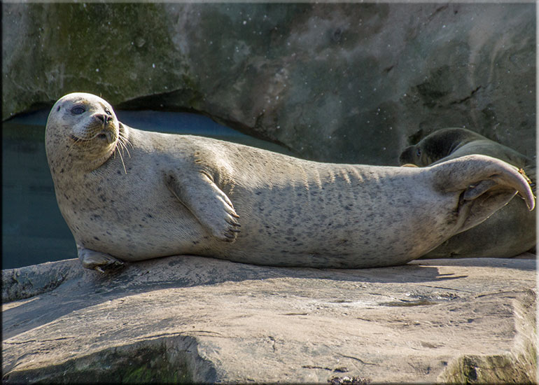Scarborough SEA LIFE Sanctuary