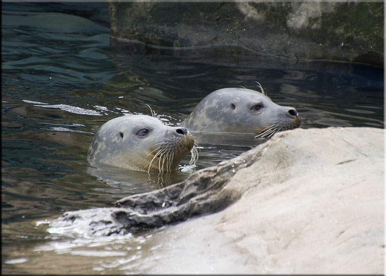 Scarborough SEA LIFE Sanctuary