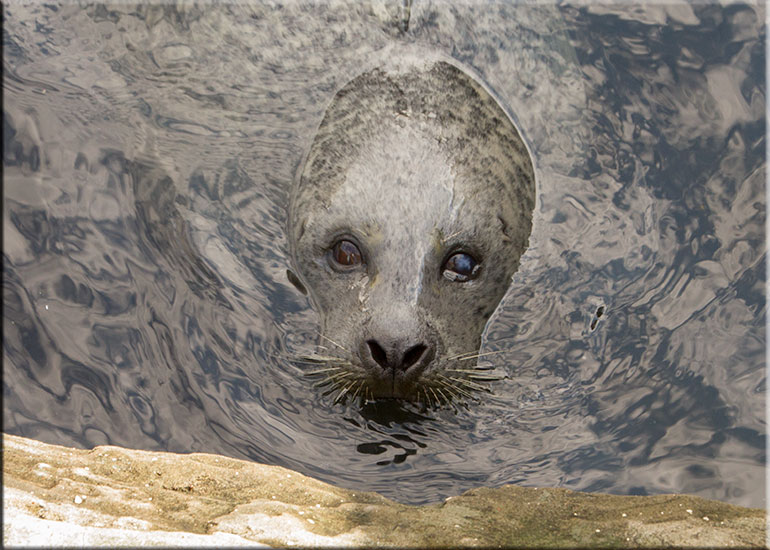 Scarborough SEA LIFE Sanctuary