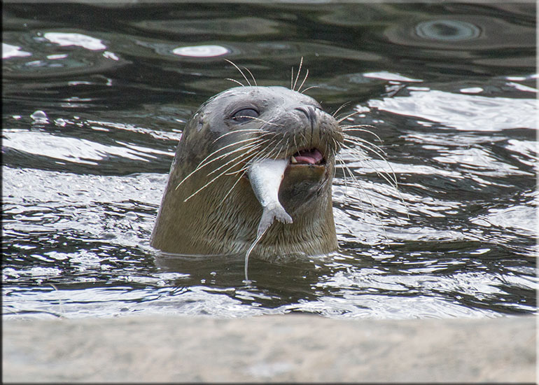 Scarborough SEA LIFE Sanctuary