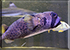 Porcupine Puffer Fish