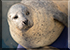 Amber, Resident Common Seal