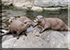 Asian Short-Clawed Otters - Summer and her boys Smarti and Twix
