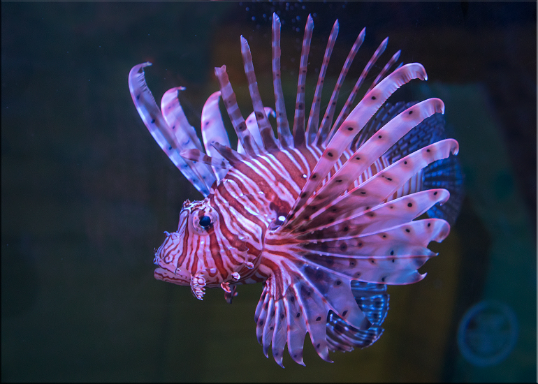 Lionfish are a venomous marine species - so great care must always be taken when transporting them or maintaining their home.
 