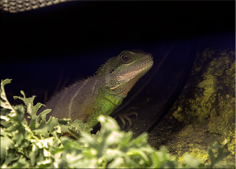 Chinese Water Dragon