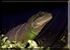 Chinese Water Dragon