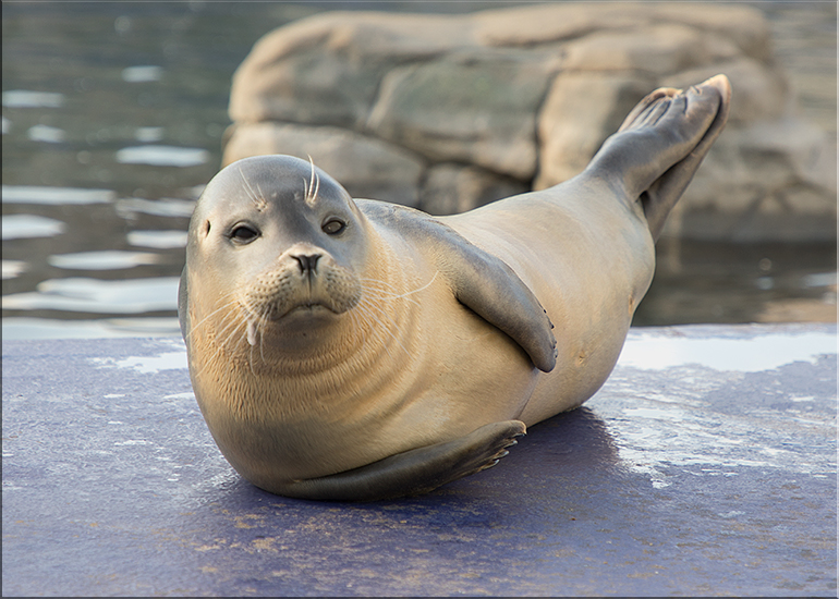 Silver, the Resident Common Seal