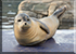 Silver, the Resident Common Seal