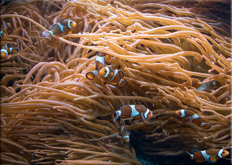 Clown fish 