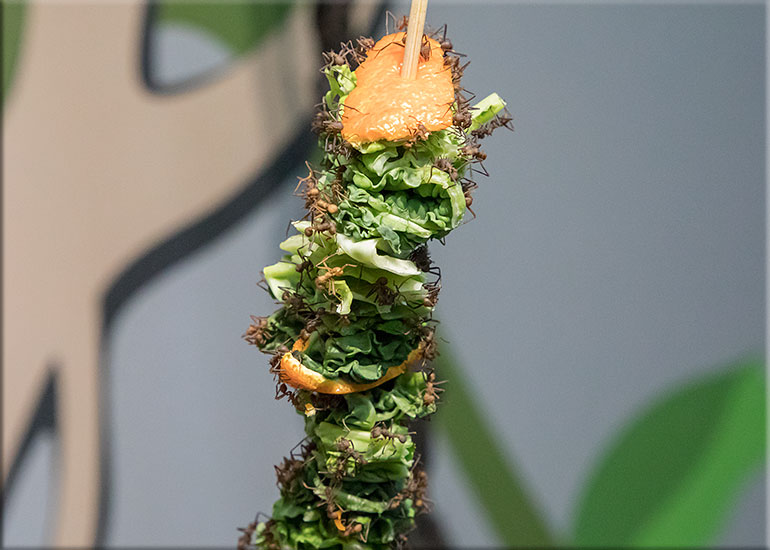 Leaf Cutter Ants 