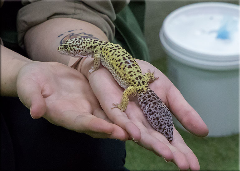 Leopard Gecko