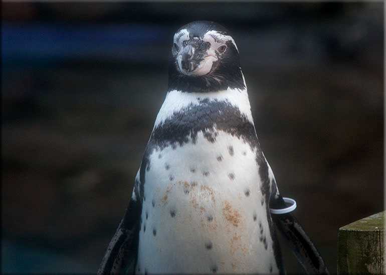 Burt, Humboldt Penguin