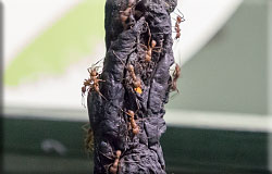 Leaf Cutter Ants