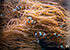 Clown fish