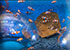 Clown fish