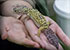 Leopard Gecko