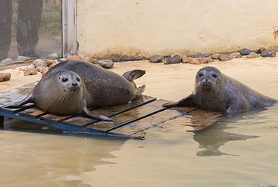 Common seals