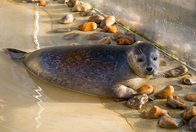 Common seals