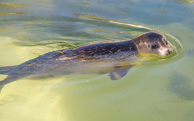 Bo, one of Common Seal