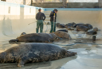 Kelly and valentina cleaning the convalescent pool