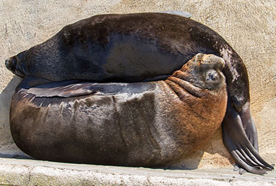 Patagonian Sea Lion