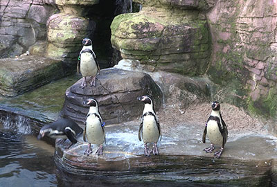 Penguins diving off the side