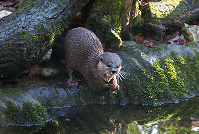 Otters