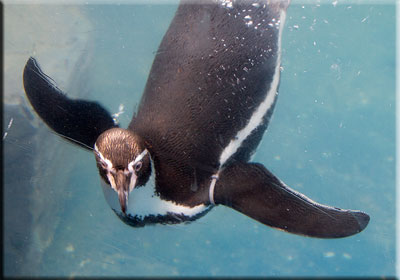 Ellie, one of the Penguins, currently at Great Yarmouth Sea Life Sanctuary