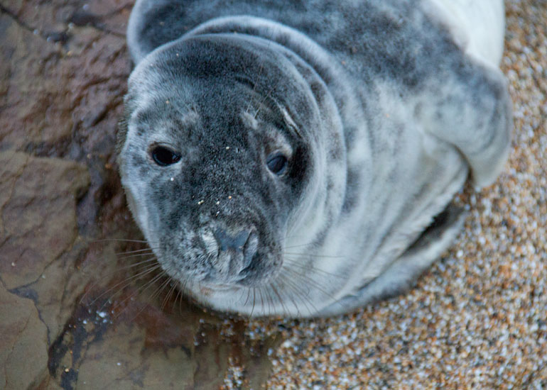 Seal Rescue