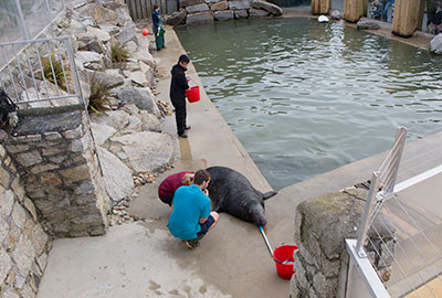 Grey Seals