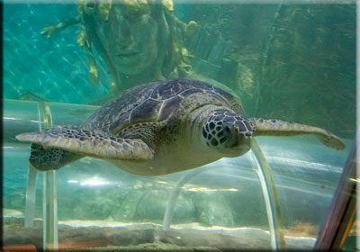 Hunstanton SEA LIFE Sanctuary