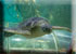 Ernie, Turtle